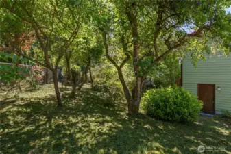 Mature Plantings & Fruit Trees