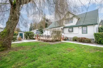 Weeping tree provides privacy and shade for backyard enjoyment.