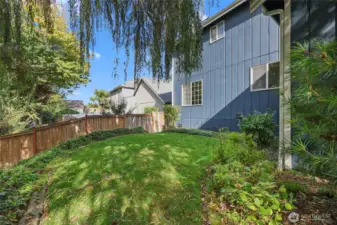 Back yard with willow tree.