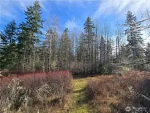 Trail to Adjacent DNR land
