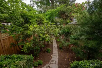 Stunning backyard with amazing plants - Years old rhododendrons, camellias, azaleas, pines, and more.