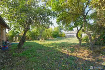 Backyard with fruit trees and alley access.
