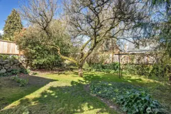 Huge 6100 sq ft lot with plenty of space for recreation and possible DADU expansion.