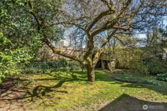 Huge 6100 sq ft lot with plenty of space for recreation and possible DADU expansion.