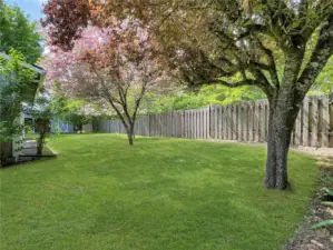 Whole back yard.