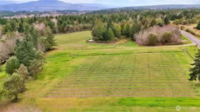 Vineyards in dormant season