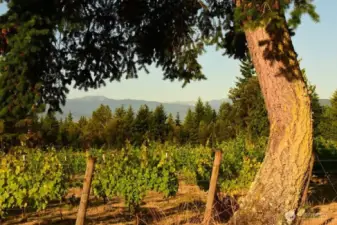 South view from the vineyard to the Olympic mountain range