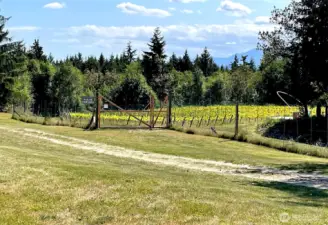 Olympic National Park view from the West vineyard
