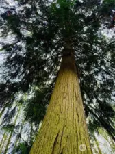 Towering Western Red Cedar