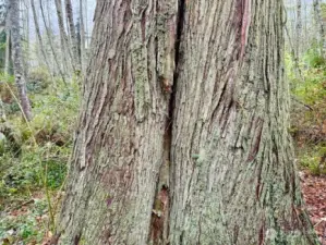Several giant cedars are on this lot