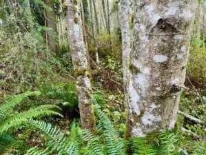 Red Alder covers these 8.5 acres