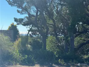 Ocean view through the trees