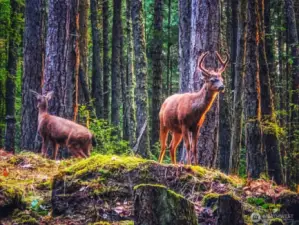 Deer seen at property