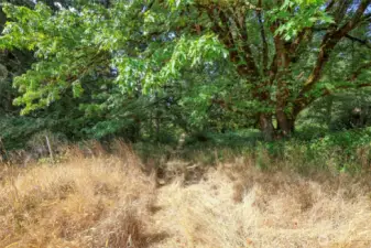 Shaded roads lead you though all 14.5+/- acres, plenty of opportunity to explore/envision!