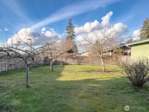 Fully fenced back yard with plum and apple trees.