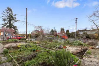 One of a number of pea-patch gardens