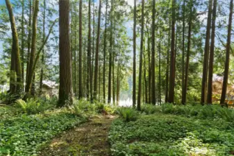 Cleared area and possible location of home