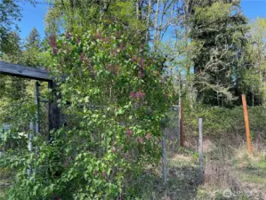 Lilacs, grapes, berries already planted