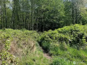 East side trail to the creek