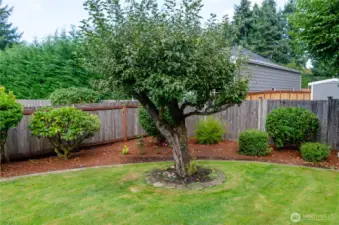 Beautiful yard!