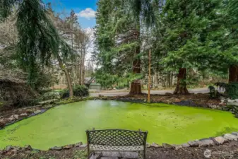 Sit and relax by the pond and marvel at the sequoia trees.
