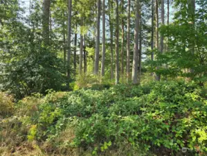 Beautiful, mostly level and lightly treed, perfect for your dream home!