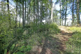 Path through the evergreens to view