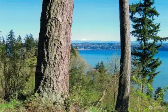 View to North, Mt. Baker