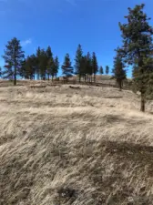 Roads leading to the top Turkey Roost. You can often see Mule deer, White tail deer, Hundreds of Mariam Turkeys, Selkirk Elk, Shiras Moose, Black Bear, Mountain Quail, Ring neck Pheasants, Sage Grouse, Chucker,