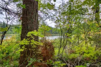 View of the lake from the middle of the vacant lot.