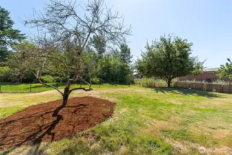 The peach tree and one of the many apple trees available.