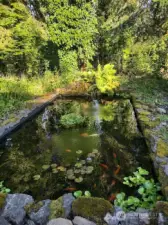 A fishpond with a variety of colorful, beautiful swimmers
