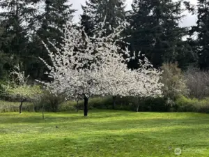 Cherry Tree last spring