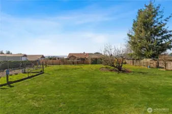 Nearly a half acre with fruit trees and a greenhouse