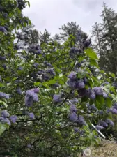 Beautiful blooming Lilacs