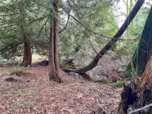 South side of property down towards the creek.