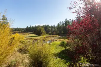 Large pond