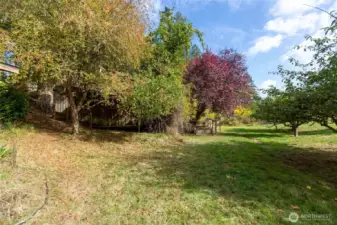 Orchard