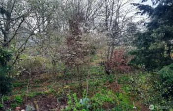 Fully fenced back yard with many fruit trees and berry bushes.