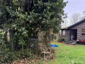 Privacy vegetation for the side yard.