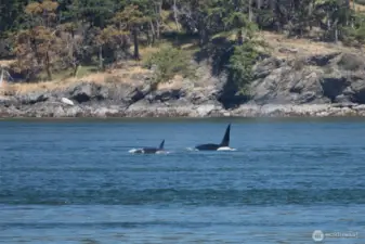 These two showed up just in time for their photo.  Orca Whales in Harney Channel.  Amazing outdoor theatre from the privacy of your deck!