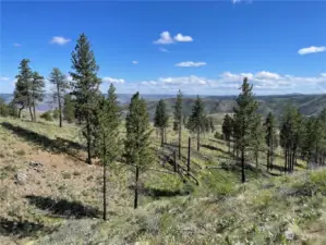 Preserve from Preserve Loop Trail