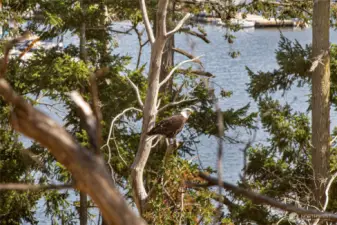Eagle's favorite viewing spot!