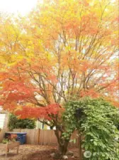 Beautiful Fall Colors