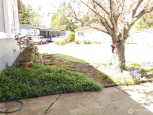 Another View of the Front Yard by the Carport.