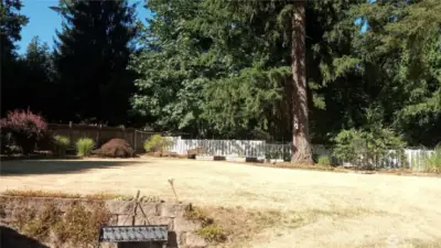 Back yard with raised garden beds, blueberry bush in the conner.