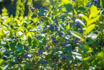 Ripe settled Blueberry bushes