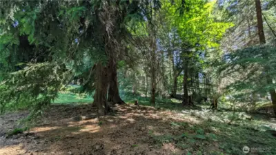 Come explore the trees! Maple, Hemlock and fir trees surround this peaceful home.