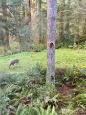 Property's Nature Trail