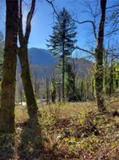 View to south of Tiger Mtn.